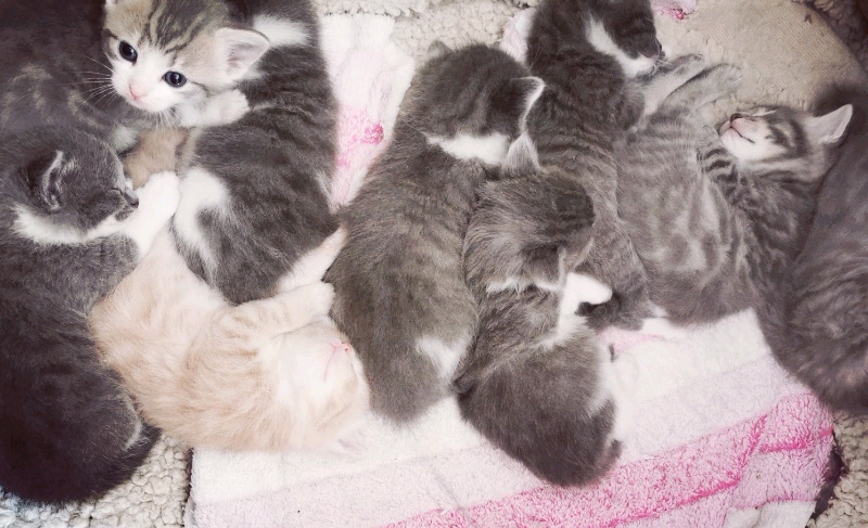 kittens for sale near me gumtree